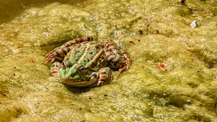 Pelophylax nigromaculatus, Black-spotted pond frog, on a sunny summer day
