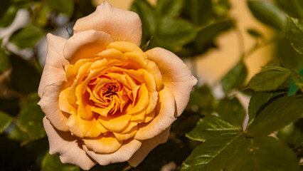 Rosa chinensis, Chinese rose, on a sunny summer day near Bad Griesbach, Bavaria, Germany