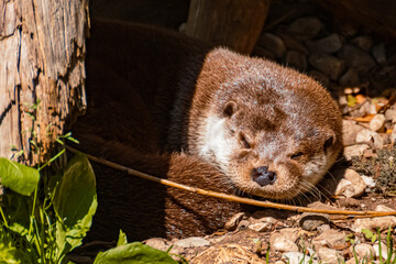 Lutra lutra, Eurasian otter, on a sunny summer day