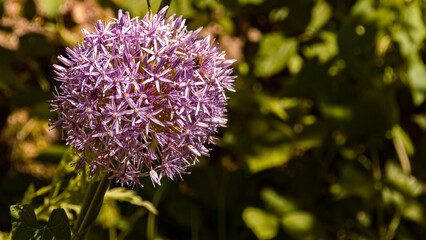 Allium nigrum, black garlic, on a sunny summer day near Bad Griesbach, Bavaria, Germany