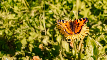 Aglais urticae, small tortoiseshell butterfly at the famous Neunerkoepfle summit, Tannheim, Tyrol, Austria