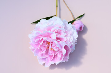 Fototapeta premium Close up of light pink peony flower with water drops on pink background. Flat lay, top view.
