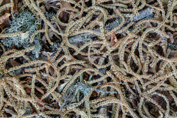 Chestnut male inflorescences on the ground among branches and lichens. Castanea sativa.