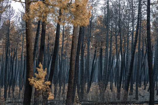 Scots pine forest and branches with their needles after a fire in the Sierra de la Culebra, Zamora, Spain.