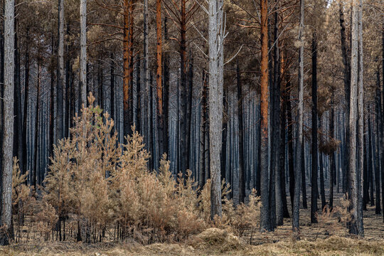 Scots pine forest and shoots with dry needles after a fire in the Sierra de la Culebra, Zamora, Spain.