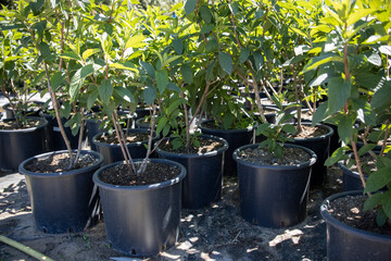 Plants in the garden center. Flowers in plastic containers. Wholesale base for the sale of garden plants.