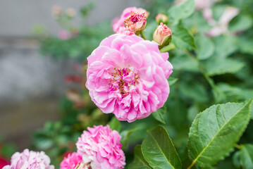 Bush of roses on bright summer day. Rose flower on background blurry pink roses flower in the garden of roses.