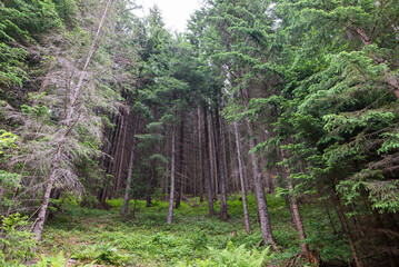 View of trees, forest, Carpathian mountains.