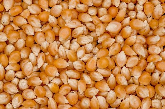 Unpopped Popcorn Dried Corn Kernels Flatlay Top Down View Extreme Macro Background Texture Edible, Raw, Organic, And Vegan