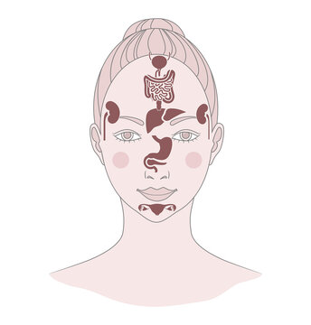 Markers of reflexology zones. Projection of the internal organs on the face of a woman. Isolated on white background