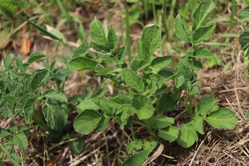 【春植え】で元気に成長する【じゃがいも】（ニシユタカ）の葉