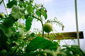 ripening of tomato fruits among green foliage in a greenhouse on a summer day