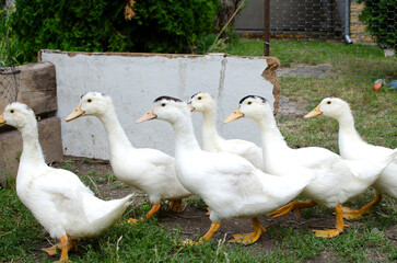  Group of ducks