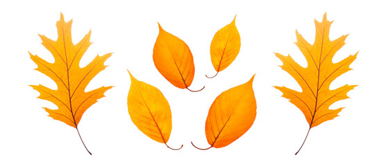 colorful autumn leaves isolated on white background