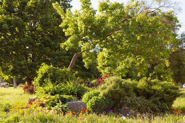 The use of different plants and shrubs in landscaping. Selective focus.
