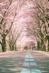 Fluttering Cherry Blossom Leafs and Beautiful Cherry Blossom Scenery