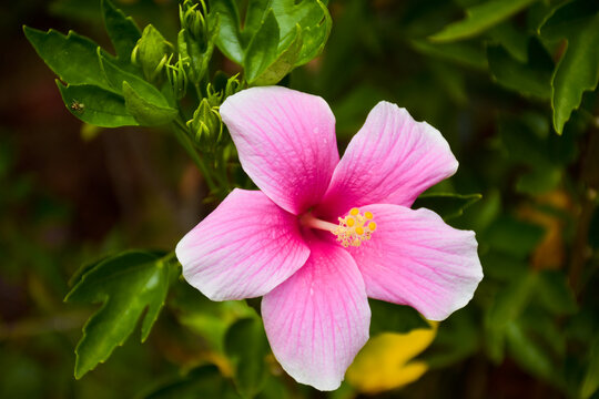  Pink hibiscus flowers are blooming and their petals are blooming in a beautiful natural garden