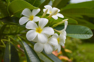  White frangipani flowers are blooming in the beautiful natural garden