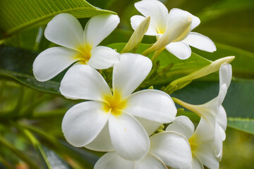 Fototapeta na wymiar White frangipani flowers are blooming in the beautiful natural garden