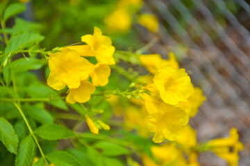 Yellow urai flowers and petals are blooming in the beautiful nature garden