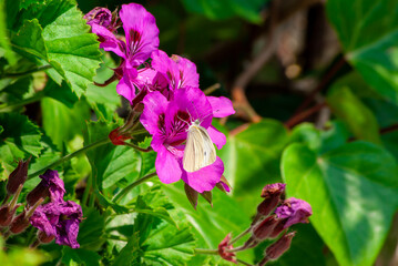 モンシロチョウと花