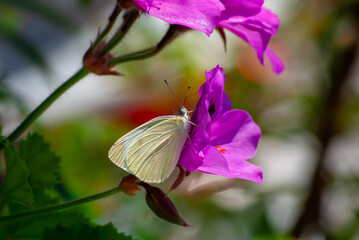 モンシロチョウと花