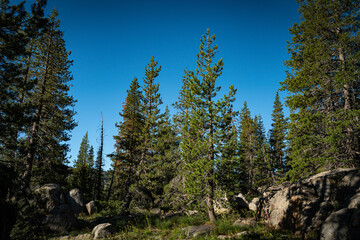 Fototapeta na wymiar Evergreen Trees Surround Mountain Meadow