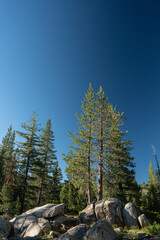 Tall Evergreens in Morning Light of Sierra - 517851364
