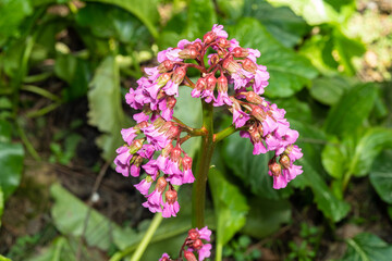 Obraz premium Heart-leaved bergenia