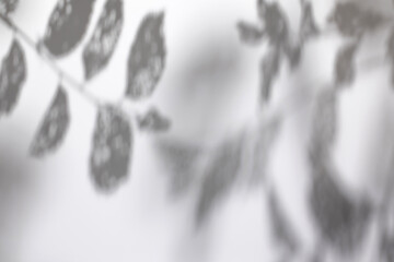 Blurred overlay effect for for natural light photo effects. Gray shadows of tree branches on a white textured wall. Abstract neutral plant nature concept background for poster design presentation