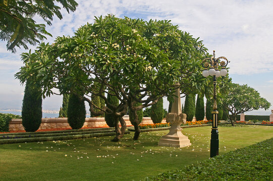 Flowering plumeria trees in the Bahai Gardens of Haifa