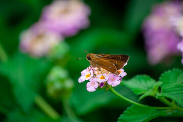 セセリチョウとランタナ