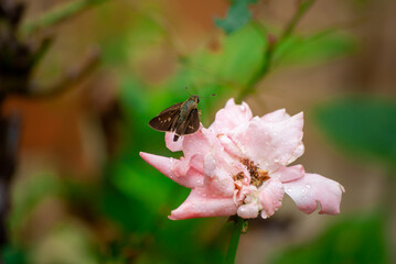 セセリチョウと花