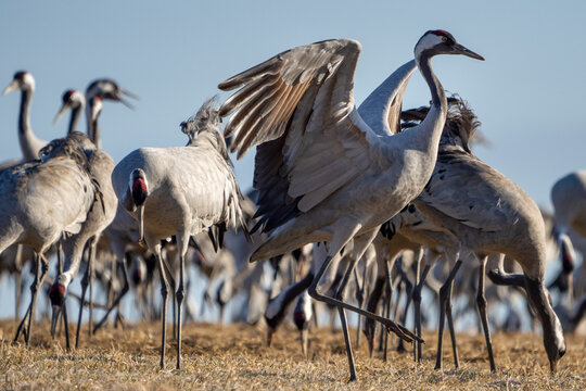 Common Crane, Grus grus, flying big bird in action jumping joyful playing and dancing near Lake Hornborga the nature habitat, Sweden.