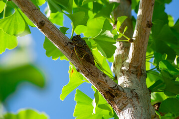 セミとイチョウ