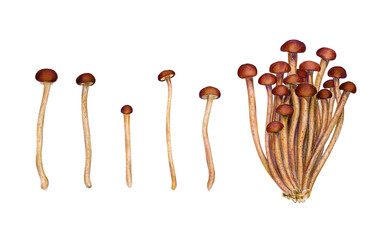 Poplar Pioppino Mushrooms isolated on the white background. Asian mushrooms set.