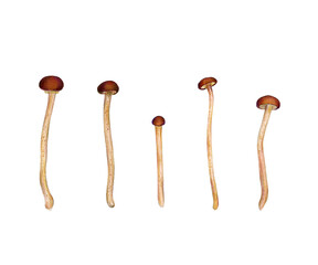 Poplar Pioppino Mushrooms isolated on the white background. Asian mushrooms set.