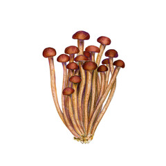 Poplar Pioppino Mushrooms isolated on the white background. Asian mushrooms set.