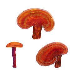 Reishi Mushroom isolated on the white background. Asian mushrooms set.