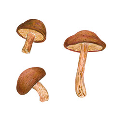 Shiitake Mushrooms isolated on the white background. Asian mushrooms set.
