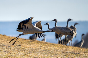 Common Crane, Grus grus, flying big bird in action jumping joyful playing and dancing near Lake Hornborga the nature habitat, Sweden.