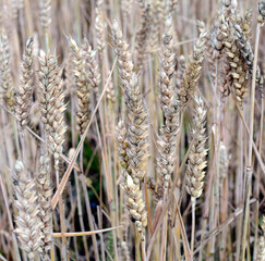 Kłos pszenicy © Hanna