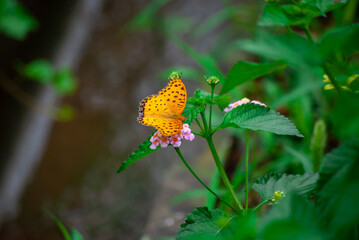 ヒョウモンチョウと花