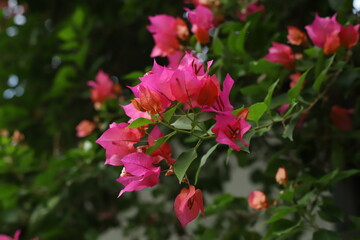 Obraz premium red Bougainvillea flowers with green leaves for walpaper and design