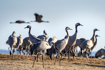 Common Crane, Grus grus, flying big bird in action jumping joyful playing and dancing near Lake Hornborga the nature habitat, Sweden.