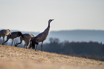 Common Crane, Grus grus, flying big bird in action jumping joyful playing and dancing near Lake Hornborga the nature habitat, Sweden.