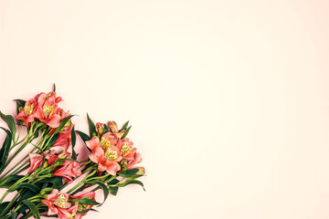Bouquet of alstroemeria flowers on a pink background. Flower greeting card