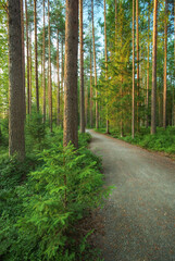 Spruces and pines in the Karelian forest. Beautiful park. Road through the forest.