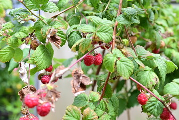 Ripe rashberries on the bush with a various of focus