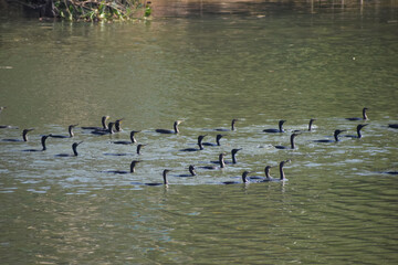 Flock of Little cormorant.